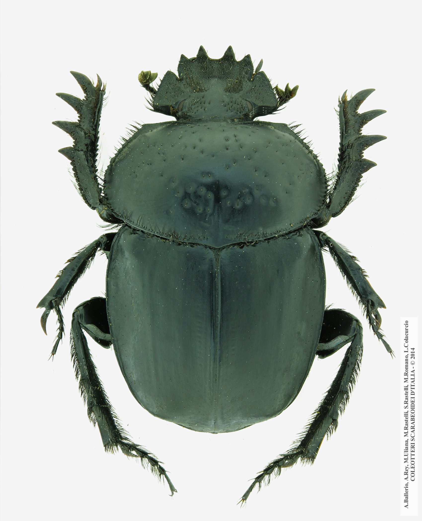 Ateuchetus semipunctatus